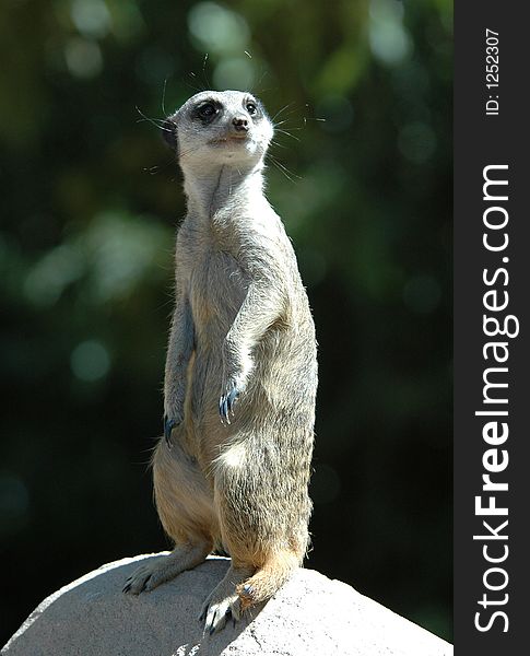 A Meerkat on a Rock. A Meerkat on a Rock