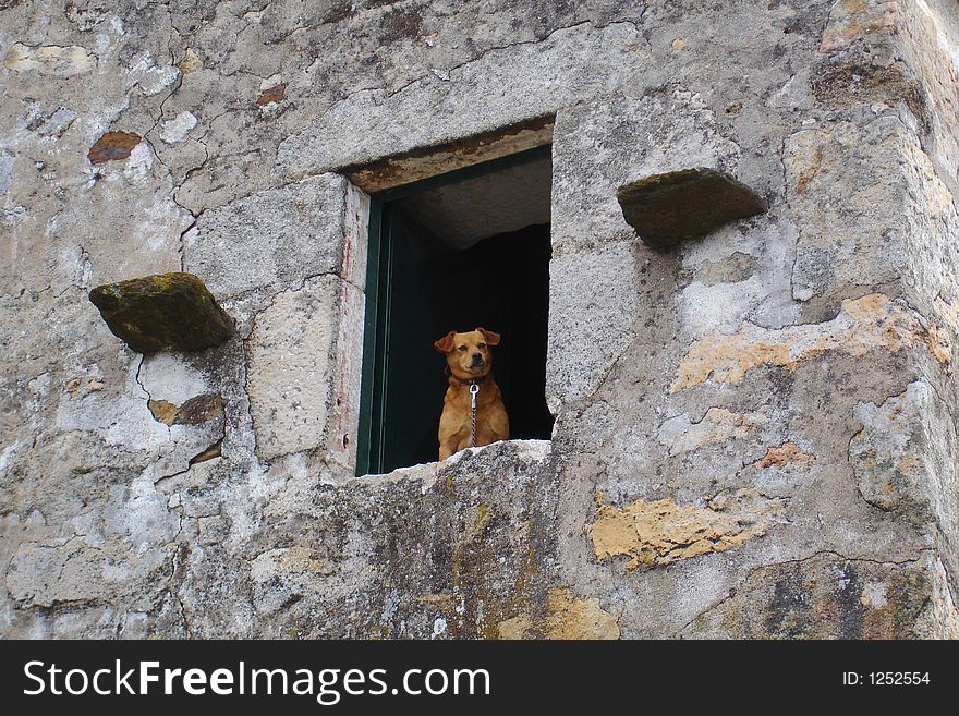 A little dog observing from a window. A little dog observing from a window.