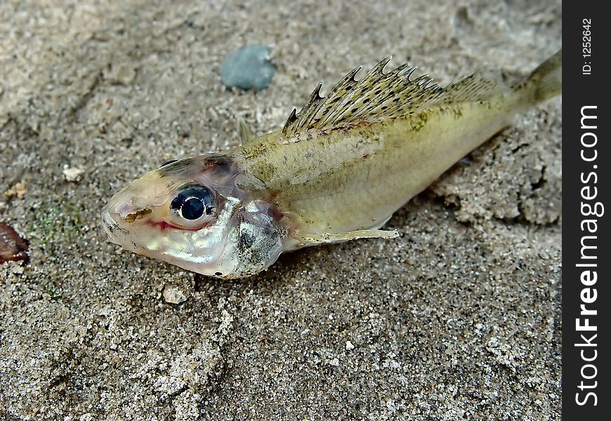 Fish On Sand