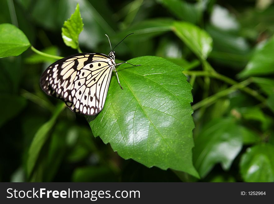 Pretty butterfly sitting on a leaf