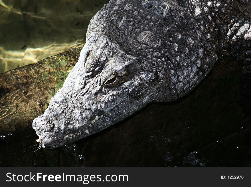 Crocodile resting on ariverbank after feeding