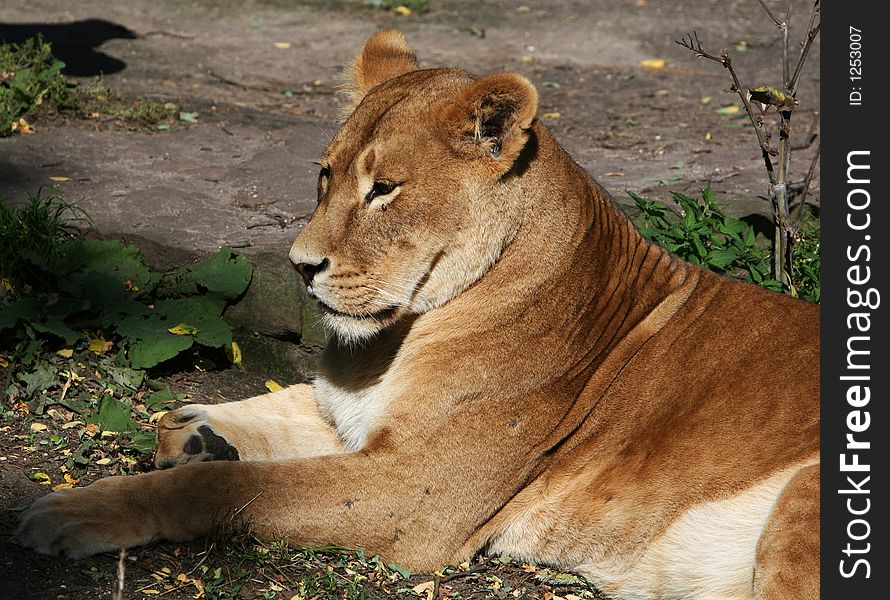 Lionesse