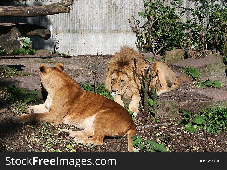 Lions lying and relaxing in the sun