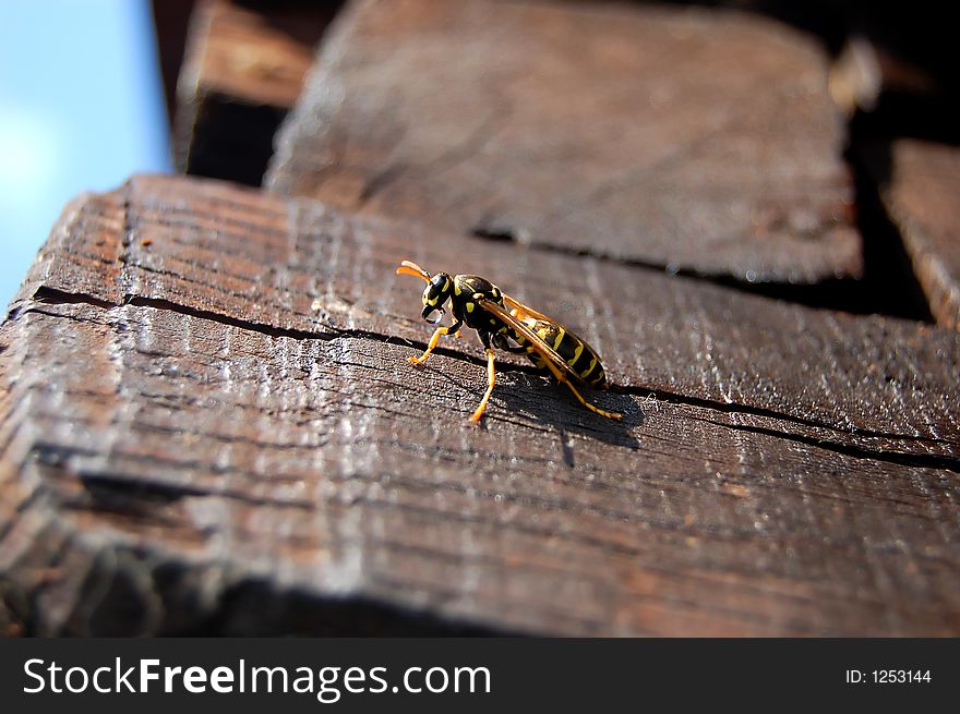 Wasp on old wooden timber