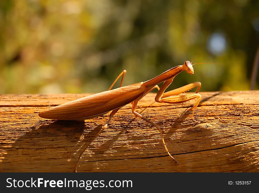 Praying mantis on wood. Very warm colors.