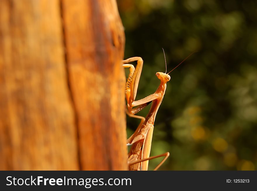 Deatail of praying mantis on wood. Very warm colors.