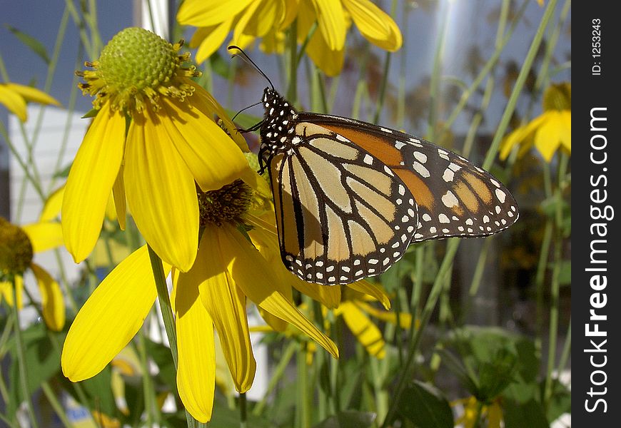 Monarch On Flower