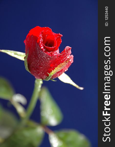 Red rose on the blue background