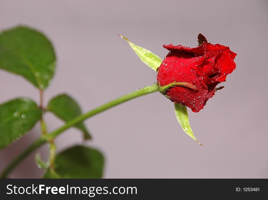 Red rose on the grey background