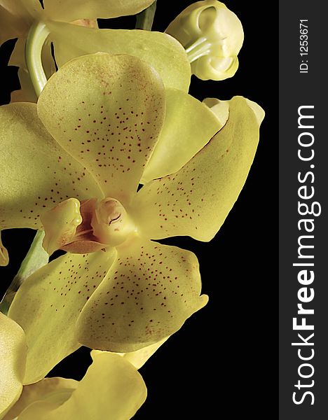 Flowering hawaii tropical orchid foral