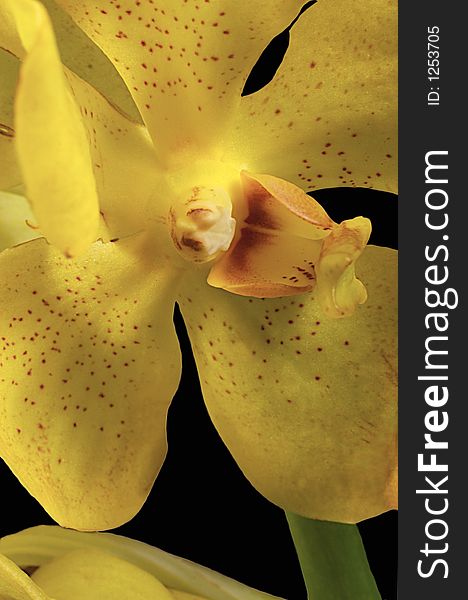 Flowering hawaii tropical orchid foral