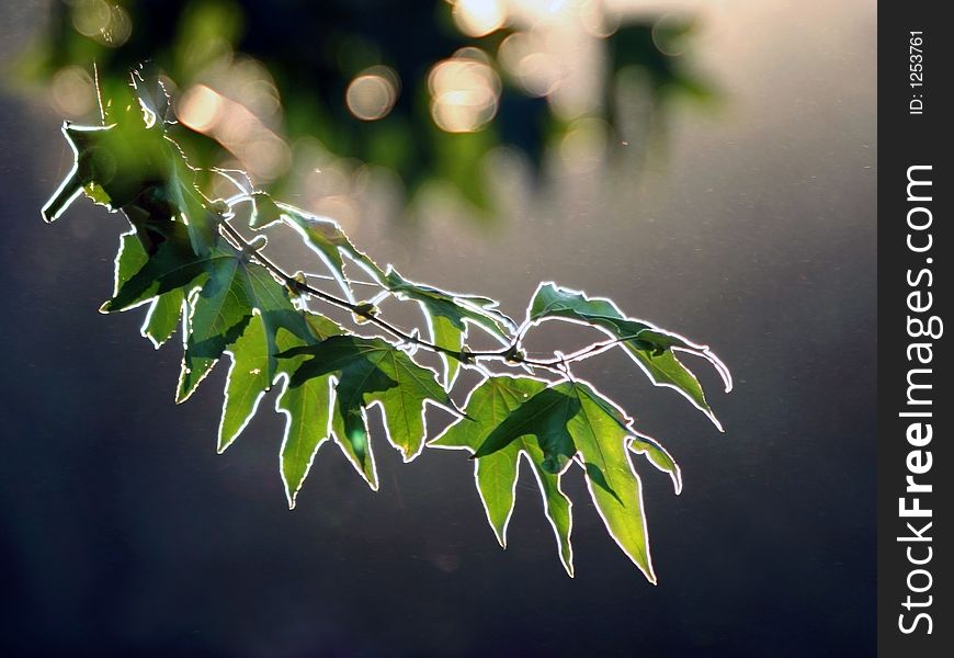 Sunset in a forest -unusual lighting. Sunset in a forest -unusual lighting