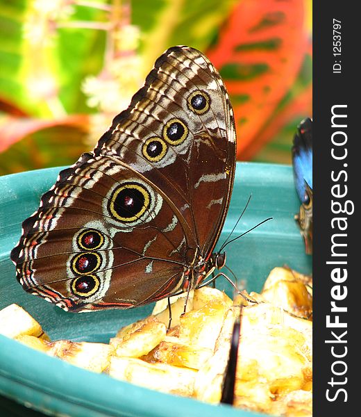 Common Morpho blue (morpho peleides) butterfly having lunch. Common Morpho blue (morpho peleides) butterfly having lunch