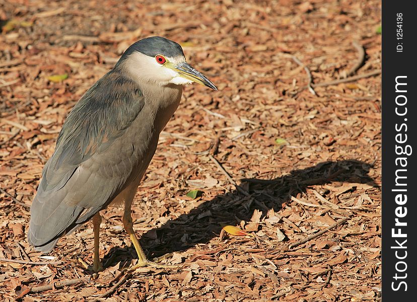 A blue heron lands next to a lake in a wooded area. A blue heron lands next to a lake in a wooded area.