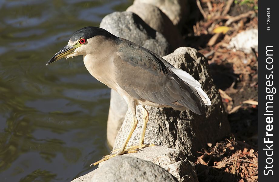 A portrait of a heron. A portrait of a heron.