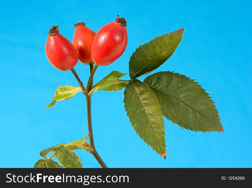 Wild rose fruit on blue. Wild rose fruit on blue