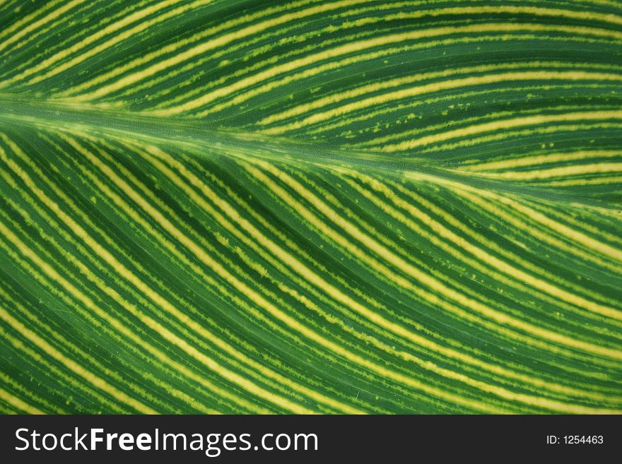 A canna leaf nervure close-up. A canna leaf nervure close-up