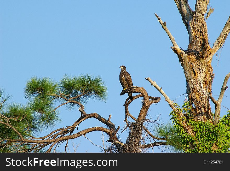 Immature Bald Eagle against the skyline. Photographed at Boca Ceiga Millinum Park, St. Petersburg Florida. Immature Bald Eagle against the skyline. Photographed at Boca Ceiga Millinum Park, St. Petersburg Florida