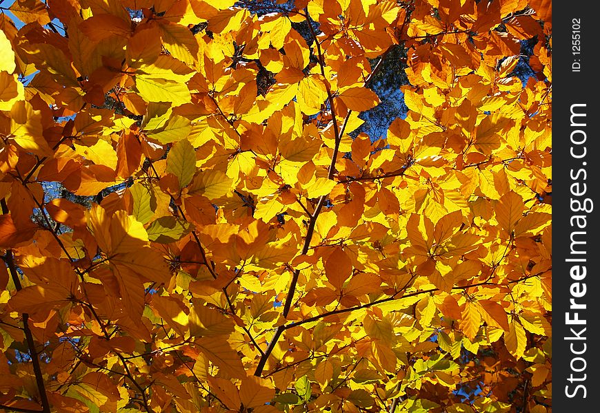 Branch full of color leafs. Branch full of color leafs