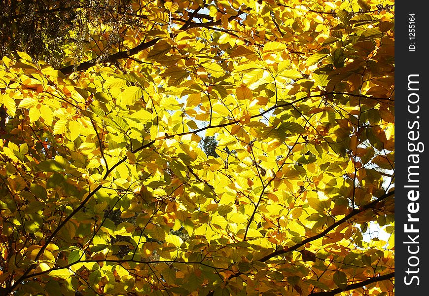 Branch full of color leafs. Branch full of color leafs