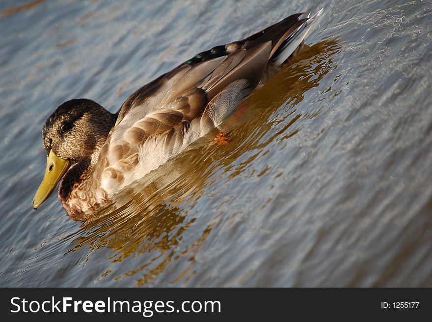 Sleepy duck in the morning