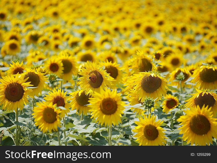 Field of beautiful sunflowers and blue sky. Field of beautiful sunflowers and blue sky