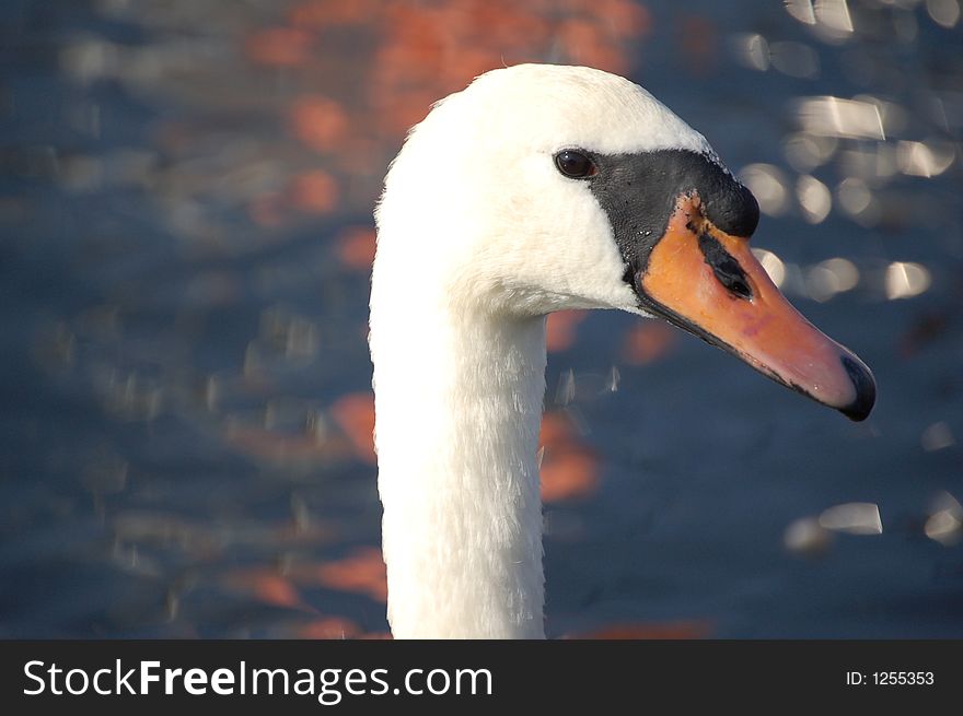 Swan in the water in Mazury. Swan in the water in Mazury