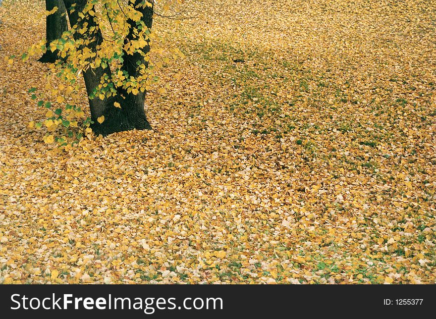 Yellow leaves fallen at a park. Germany 2004. Yellow leaves fallen at a park. Germany 2004