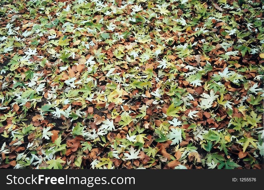 Leaves fallen at a park. Germany 2004. Leaves fallen at a park. Germany 2004