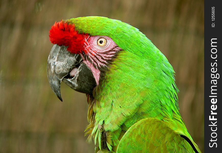 Close up of macaw face. Close up of macaw face