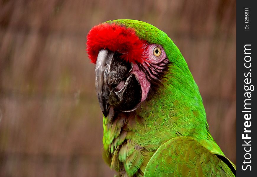 Close up of green macaw, looking at camera. Close up of green macaw, looking at camera