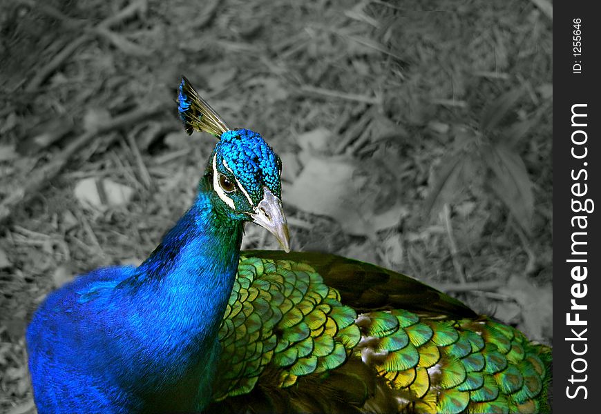 Brilliant peacock with black and white background