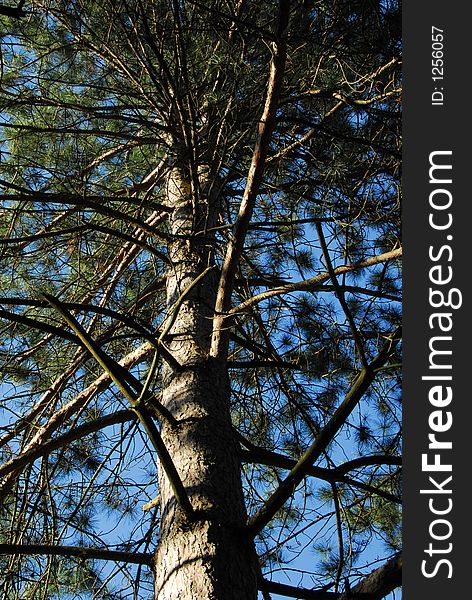 Looking up into the branches of a pine tree. Looking up into the branches of a pine tree