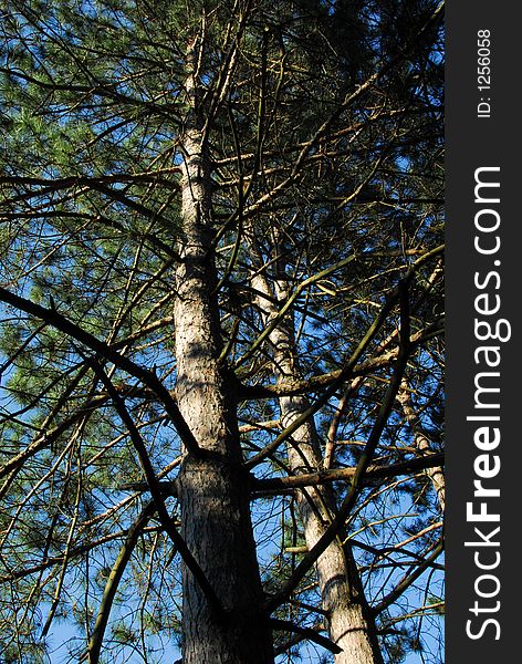 Looking up into the branches of a pine tree. Looking up into the branches of a pine tree