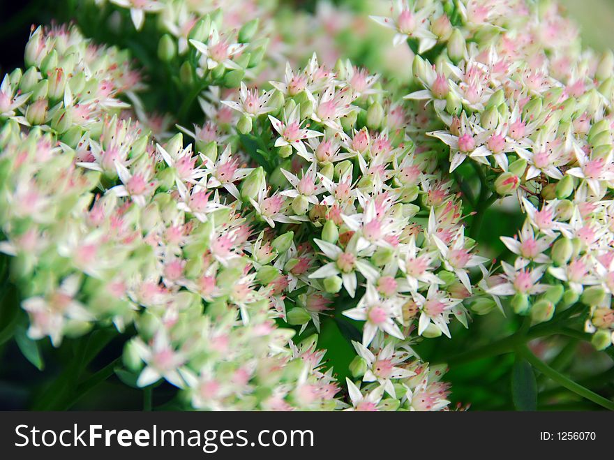 Group of delicate, light pink and white flowers. Group of delicate, light pink and white flowers