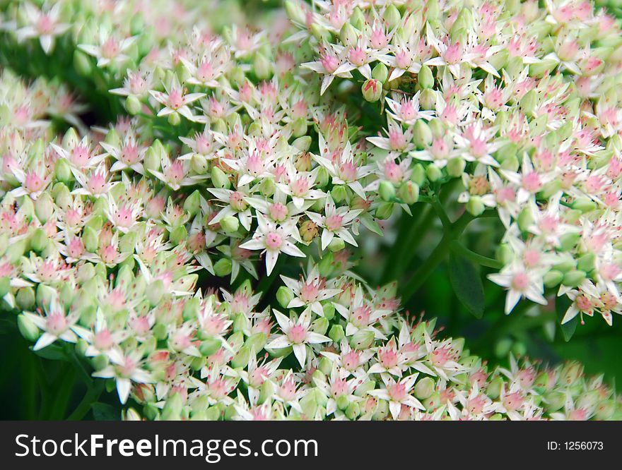 Group of delicate, light pink and white flowers. Group of delicate, light pink and white flowers