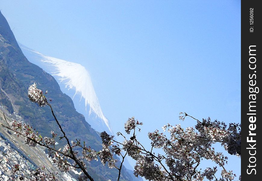 Japan's symbol Mt. Fuji with Sakura. Japan's symbol Mt. Fuji with Sakura.