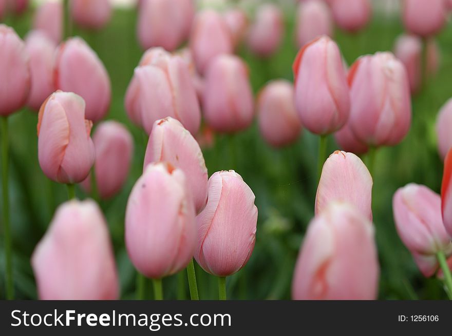 A small field of Dutch pink tulips