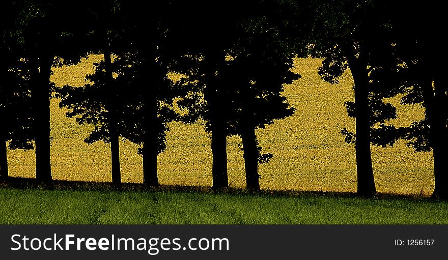 Evening, field, Germany, shadows, summer, trees, a crop