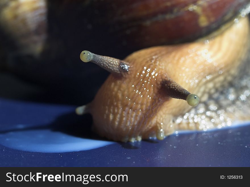 The large snail, close up