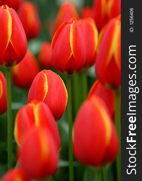 Field of colorful Dutch tulips. Field of colorful Dutch tulips