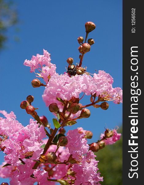 A pink flower with buds and a beatle on it with blue sky.