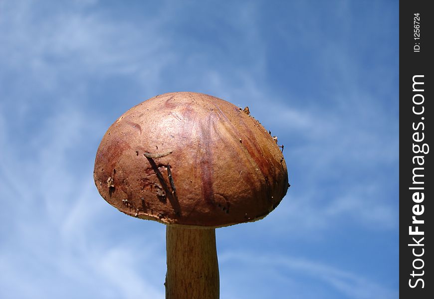 Mushroom Looking Into The Sky