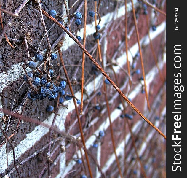 Blue berries on a brick wall. Blue berries on a brick wall