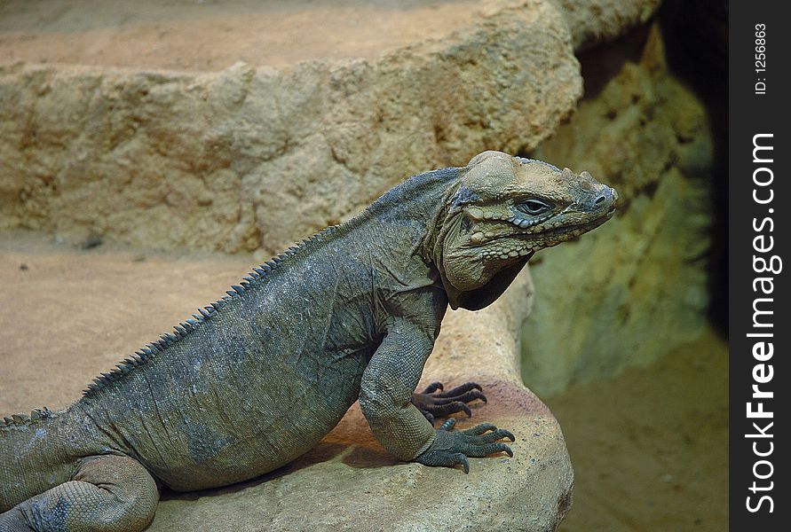 An Iguana rhinoceros sitting on a rock watching for food.