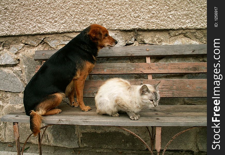 Cat and dog are waiting for meal. Cat and dog are waiting for meal