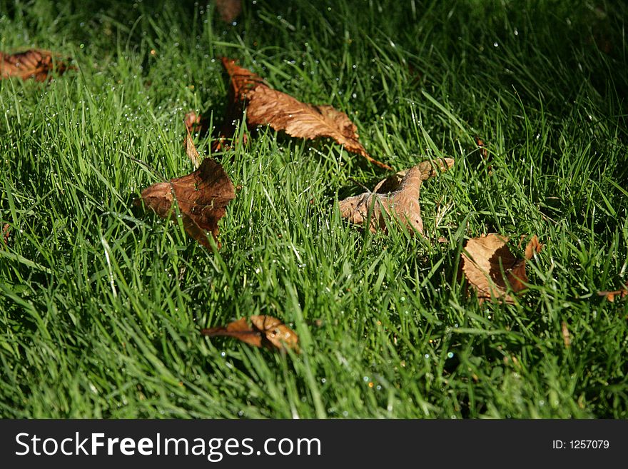 Few leaves in a grass, in the morning, when the grass is still wet in dew. Few leaves in a grass, in the morning, when the grass is still wet in dew