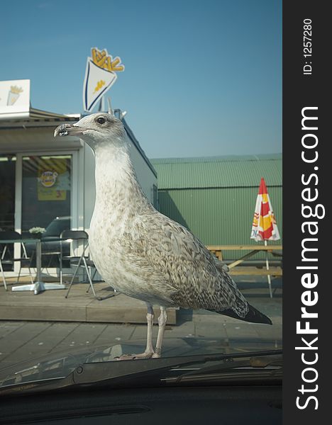 Seagull waiting on car to get some french fries (taken with a wide angle lens). Seagull waiting on car to get some french fries (taken with a wide angle lens)