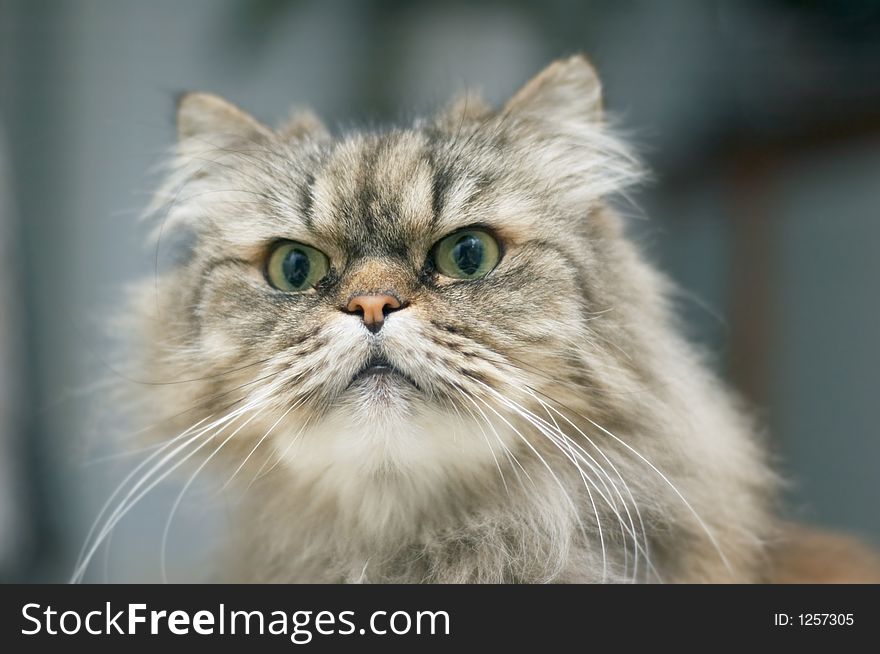 Beautiful but angry looking persian cat