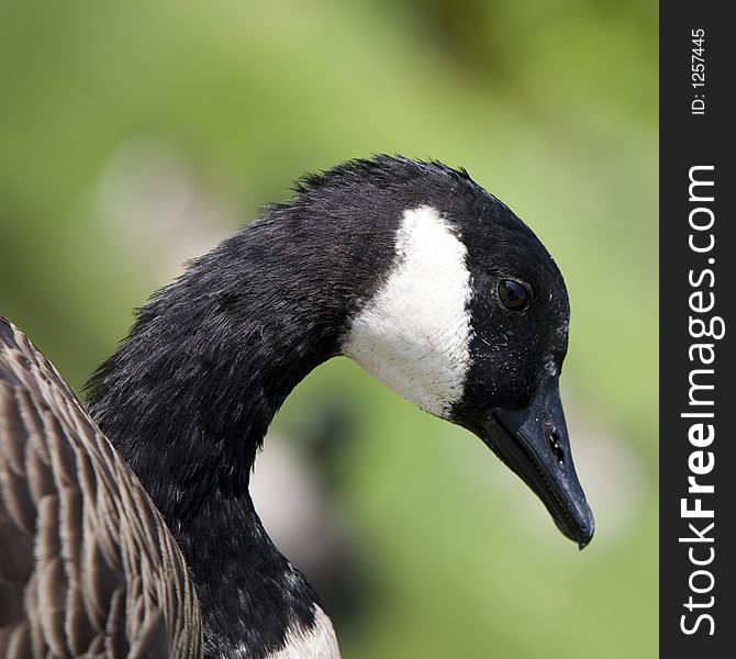 Canada goose keeping a lookout